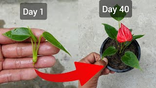 Simple Method to Propagate Anthurium plant  Anthurium Propagation [upl. by Nacnud]