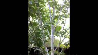 Betula jacquemontii  Whitebarked Himalayan Birch [upl. by Shivers]