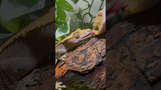 Crested gecko feeding 🩷🥭 crestedgeckos reptiles [upl. by Nanfa]