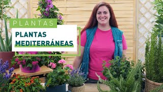 10 plantas mediterráneas perfectas para tu jardín  Plantas en VERDECORA [upl. by Imot]