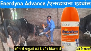 Enerdyna Advance LiquidNeutral suplyment for cattle feeding पशुओ को कितने दिनों तक देगजब के फायदे [upl. by Gussy]