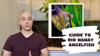 Guide to Rio Nanay Angelfish Peruvian Altum [upl. by Kettie]