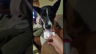 Canaan Dog cleans yogurt cup [upl. by Gnik]