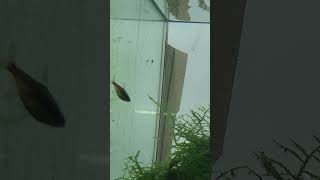 Whiptail catfish fry aquarium freshwateraquarium fish fishkeeping aquascaping tropicalfish [upl. by Aieki119]