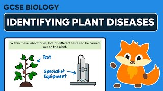 Identifying Plant Diseases  GCSE Biology [upl. by Salman915]