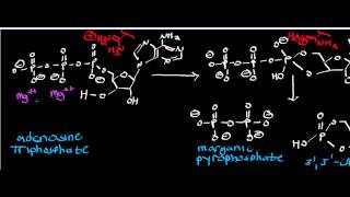 Biochemistry  Adenylate Cyclase Mechanism  Inorganic Pyrophosphatase Mechanism [upl. by Ahsaeit]