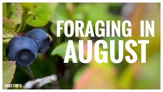 Foraging in August  UK Wildcrafts Foraging Calendar Part 1 of 3 [upl. by Yreffej]