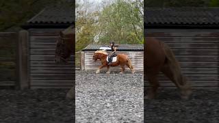 horse canter horseriding horses pony ponylover happy fun viralvideo [upl. by Merwin537]