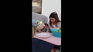 A kind mother sits and chews candy for her child to eat monkey baby3 babyanimal cute [upl. by Azial]