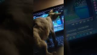 Cat watching laptop video cat laptop video live [upl. by Clower]