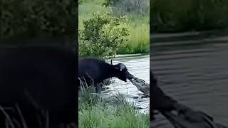 Buffalo vs Crocodile Shocking Pool Attack Caught on Camera [upl. by Sterne]