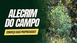 Alecrim do Campo  Conheça seus benefícios e suas propriedades [upl. by Enelrac]