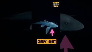 Ghost Shark The Oceans Spooky Secret 👻🦈 animalwonders ghost [upl. by Asseniv]