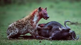 Top 5 Brutal Hyenas eating Young Preys Alive [upl. by Odella]