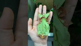 A leaf like insect walking on my hand animals insects nature creature insectmacro [upl. by Sly]