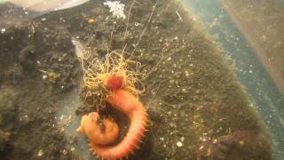 Crazy Spaghetti Worm feeding with tentacles [upl. by Mayne382]