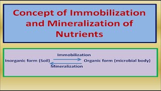 Concept of Immobilization and Mineralization of Nutrients [upl. by Gorski431]