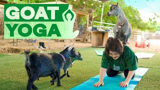 Goat Yoga 🐐 Hilarious Experience  One World in Hawaii [upl. by Kimball581]