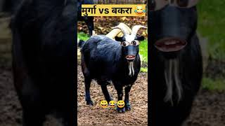 Murga vs bakrashort video comdey  viral [upl. by Yekcin]