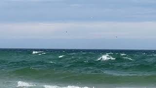 Gannets off Rattray Head [upl. by Ednarb689]