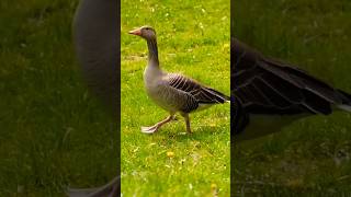 🪿 Greylag goose 🪿 [upl. by Kesia571]