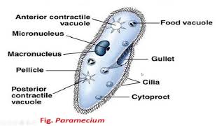 Protozoa The animal like protists [upl. by Animas]