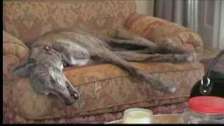 Kari the Greyhound Running in Her Sleep With Funny Tongue at the End [upl. by Laurens]