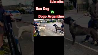 Dogo Argentino vs Bandog facetoface challenge bandog dogoargentino huntingdogs shorts pitbull [upl. by Calvin]