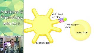 PHYL 142  Immune  Memory T amp B Cells and Vaccines [upl. by Fisken42]