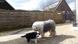 Bearded Collie Puppies Firstprizebears [upl. by Skolnik]