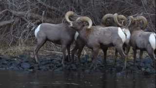 Waterton Canyon Bighorn Rams [upl. by Ecnahs]