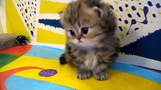 Cute Persian kittens the quotIquot Litter 1 of   71011 [upl. by Alisen]