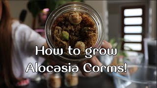 How I grow Alocasias from a corm Alocasia Frydek repot and corm hunting [upl. by Tarfe]