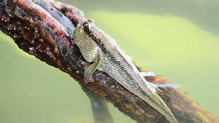 Do we actually know about MUDSKIPPERS [upl. by Adlog]