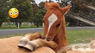 Best funniest horses of the week  Funny And Cute horses Video Compilation 2024 🐴19 [upl. by Maxfield402]