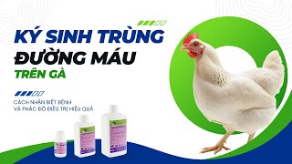 Ký sinh trùng đường máu trên gà  Cách nhận biết và phác đồ điều trị hiệu quả  DrVet [upl. by Olemrac]