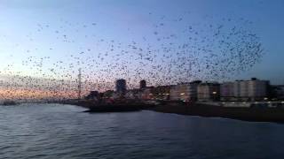 Murmuration of Starlings by Brighton Pier 160116 [upl. by Brod]