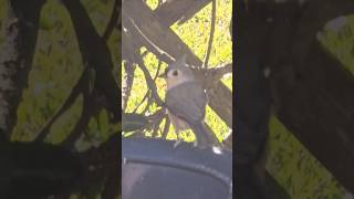 Tufted titmouse makes a quick visit [upl. by Hyman]