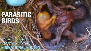 Parasitic Birds Educational Edition [upl. by Enyrehtak]