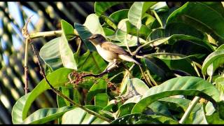 Chiffchaff Bird Call Bird Song [upl. by Maribeth]