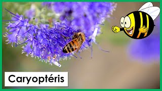 Caryoptéris butinés par les abeilles [upl. by Enela550]