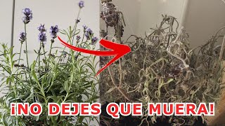 Cómo Revivir una Planta Marchita en 3 Simples Pasos 🌿 [upl. by Alexis]