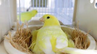 How I breed canaries  mistakes that can destroy your CANARY BREEDING SEASON [upl. by Aikimat]