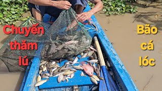 1262 l Đặt lú cuối mùa nước dính cá lóc thấy ham l Fish [upl. by Isman]