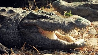 Dangerous Crocodiles amp Hippos  Alipore Zoo  Part  6 [upl. by Annhej459]