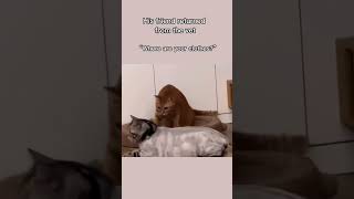 Follow for more inspirations ☺️ cat funnyvideo funnyshorts [upl. by Spiro138]