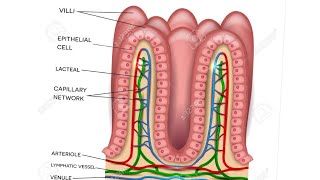 how to draw intestine villipart 1 [upl. by Marpet]