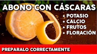 LIMON BANANA y otras frutas en tus PLANTAS Pon su CÁSCARA pero de la forma correcta  Abono Casero [upl. by Dorison]