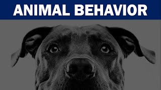 Innate Behaviour Animal Behaviour  Taxis kinesis Fixed action pattern [upl. by Jeanelle788]