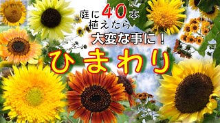 ひまわり畑 庭に40本でっかいひまわりを植えてみたら？すっごい立派な花畑になったけど…台風はくるし長雨でグチャグチャ！いろんなひまわりがあるよ！ガーデニング [upl. by Finny]